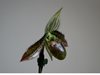 Paphiopedilum wardii (Hengduan Mountains Biotechnology) Китай